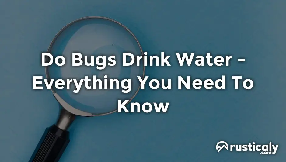 do bugs drink water