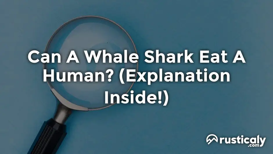 can a whale shark eat a human