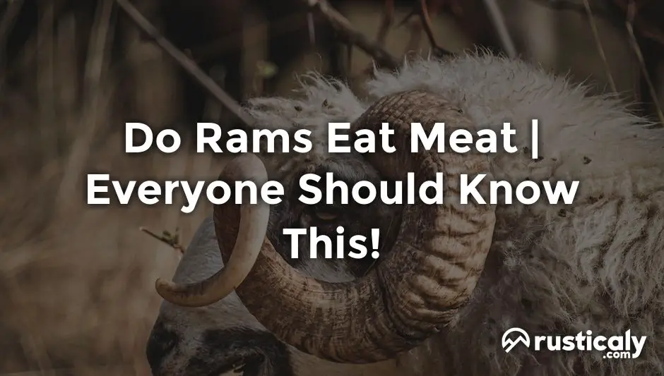 do rams eat meat