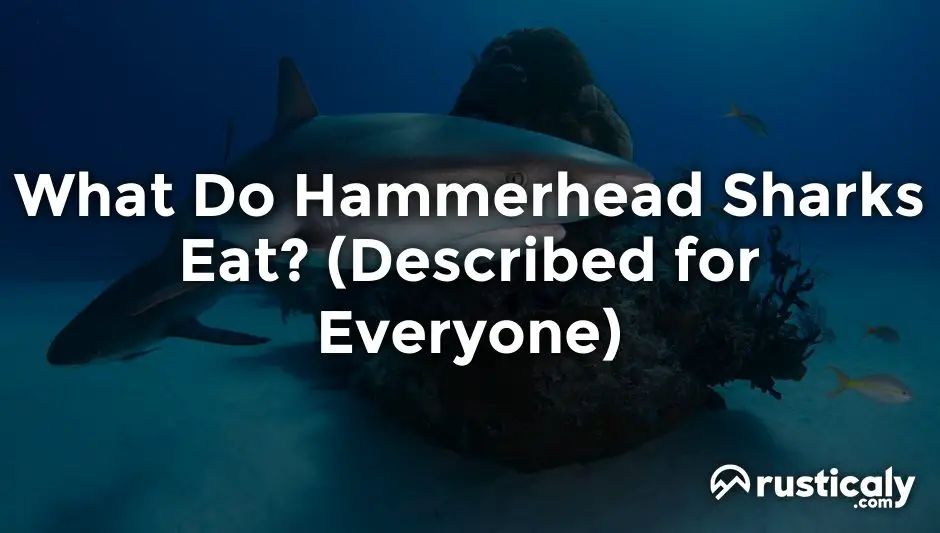 what do hammerhead sharks eat