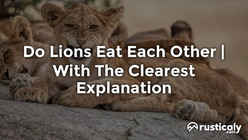 do lions eat each other