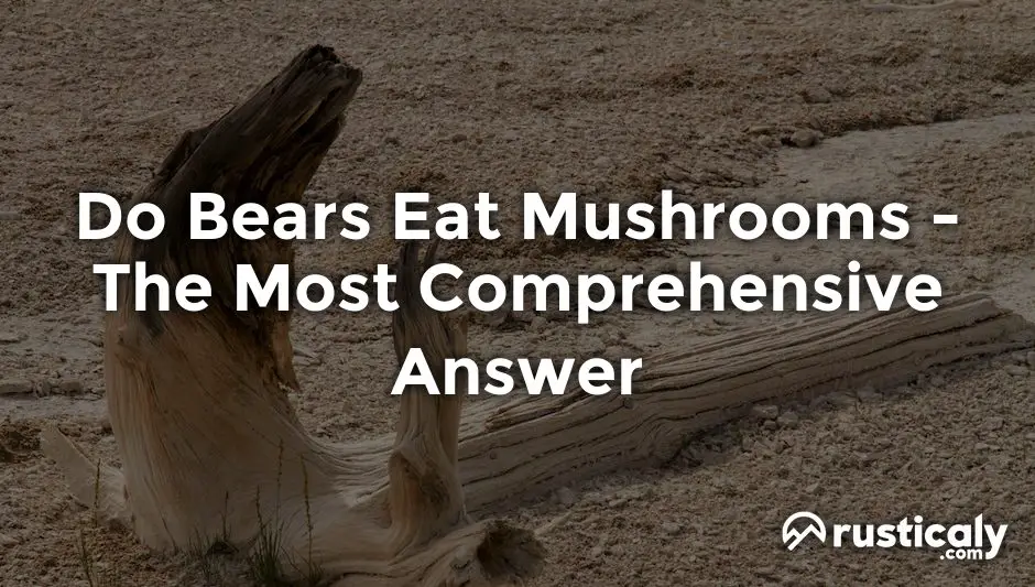 do bears eat mushrooms