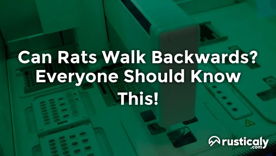 can rats walk backwards