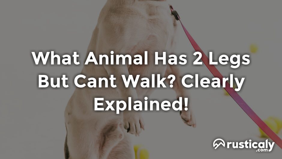 what animal has 2 legs but cant walk