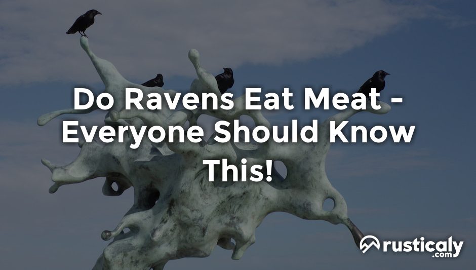do ravens eat meat