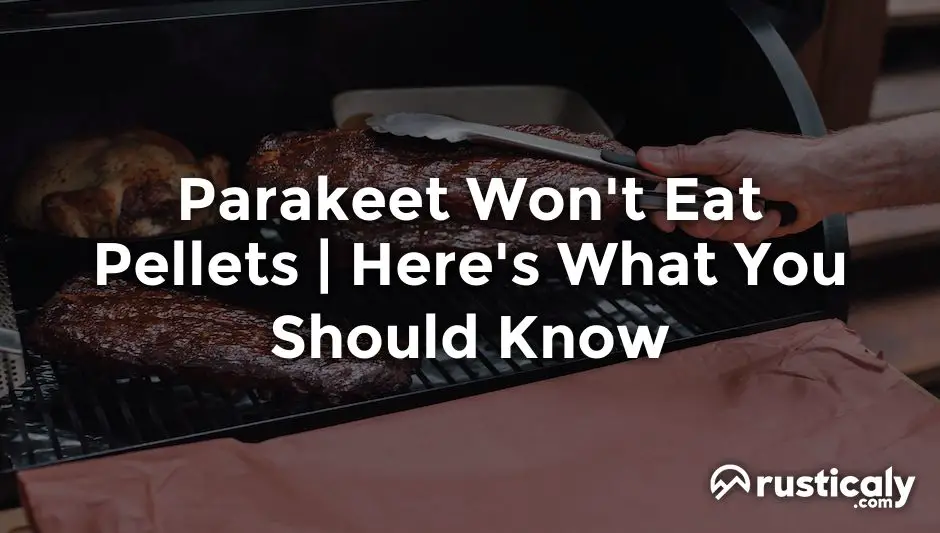 parakeet won't eat pellets