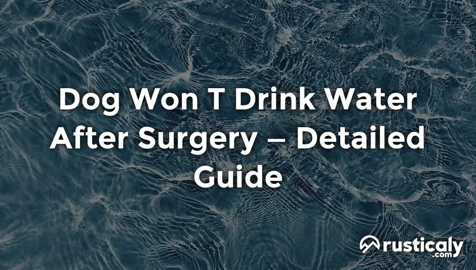 dog won t drink water after surgery
