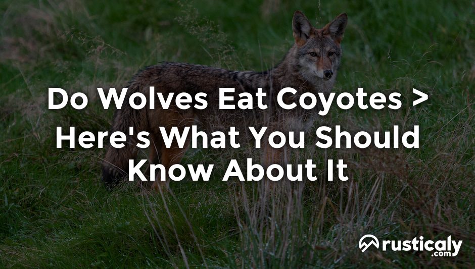 do wolves eat coyotes