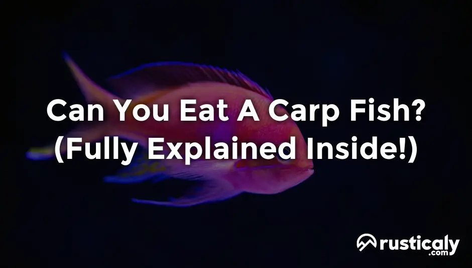 can you eat a carp fish