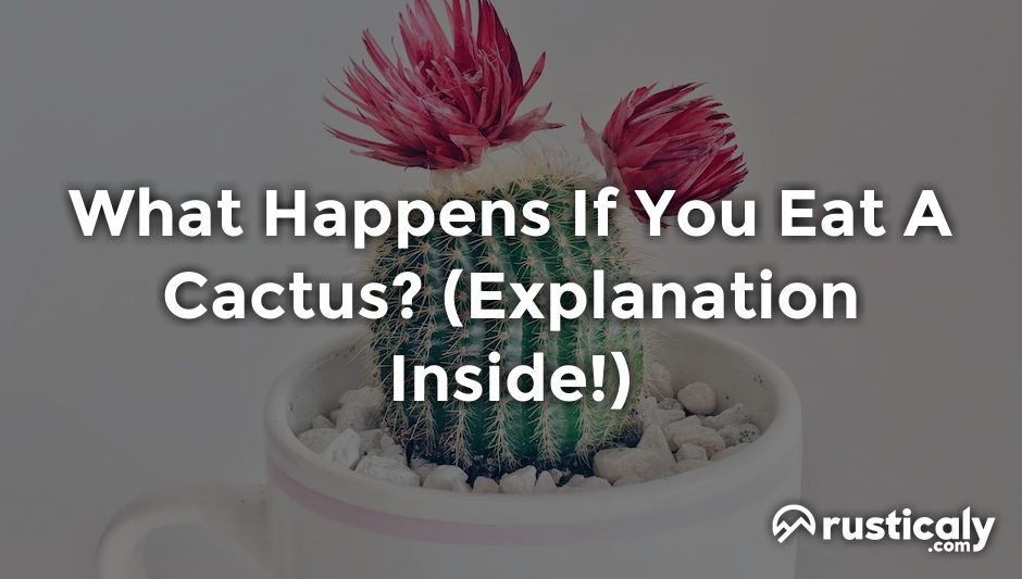 what happens if you eat a cactus
