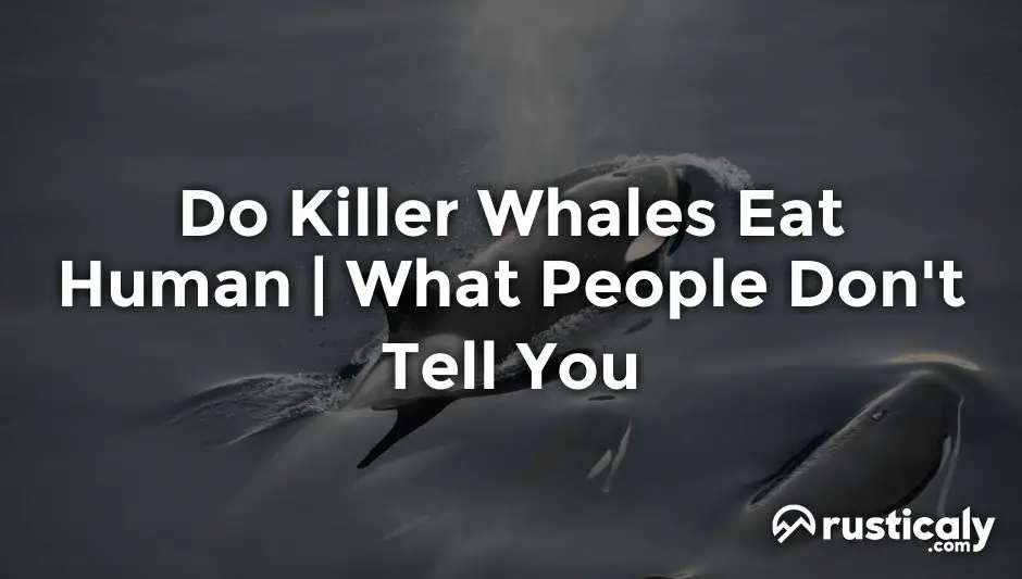 do killer whales eat human