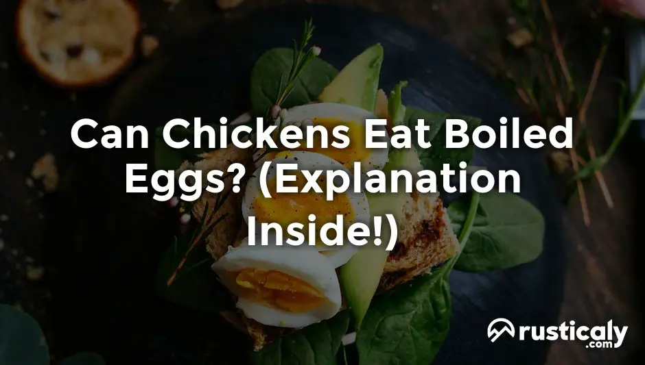 can chickens eat boiled eggs