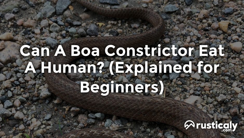can a boa constrictor eat a human