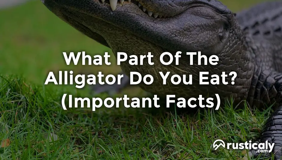 what part of the alligator do you eat