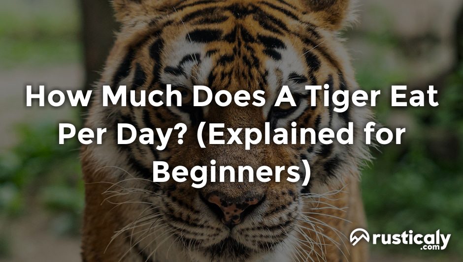 how much does a tiger eat per day