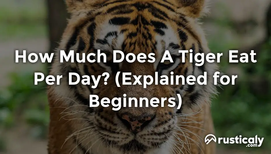 how much does a tiger eat per day