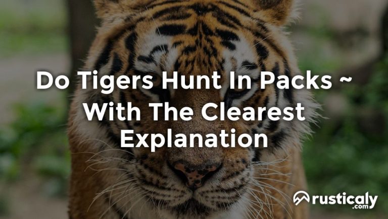 do tigers hunt in packs