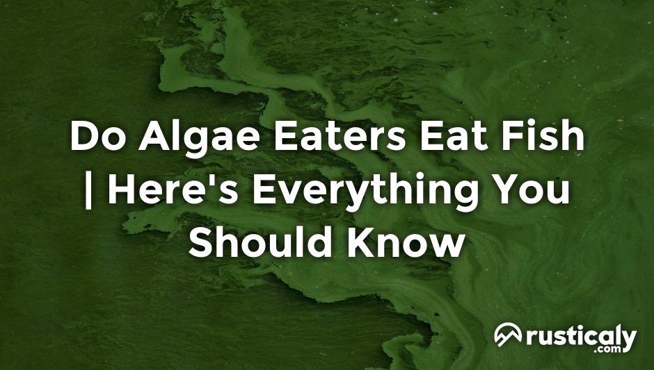 do algae eaters eat fish