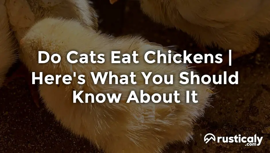 do cats eat chickens