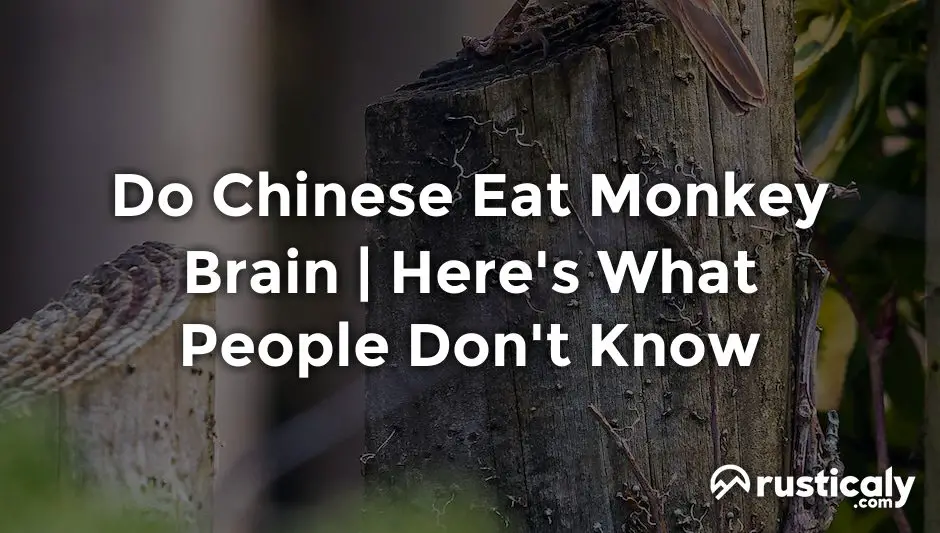 do chinese eat monkey brain