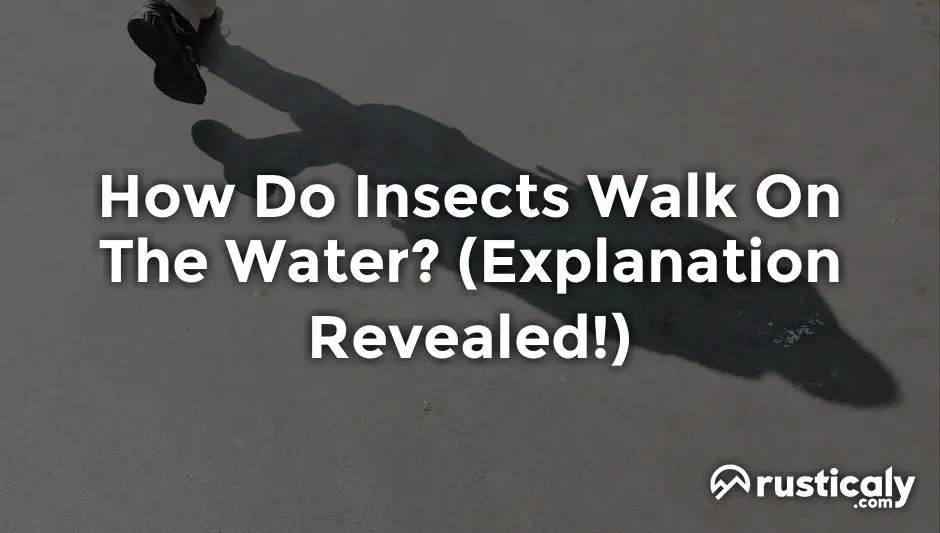 how do insects walk on the water