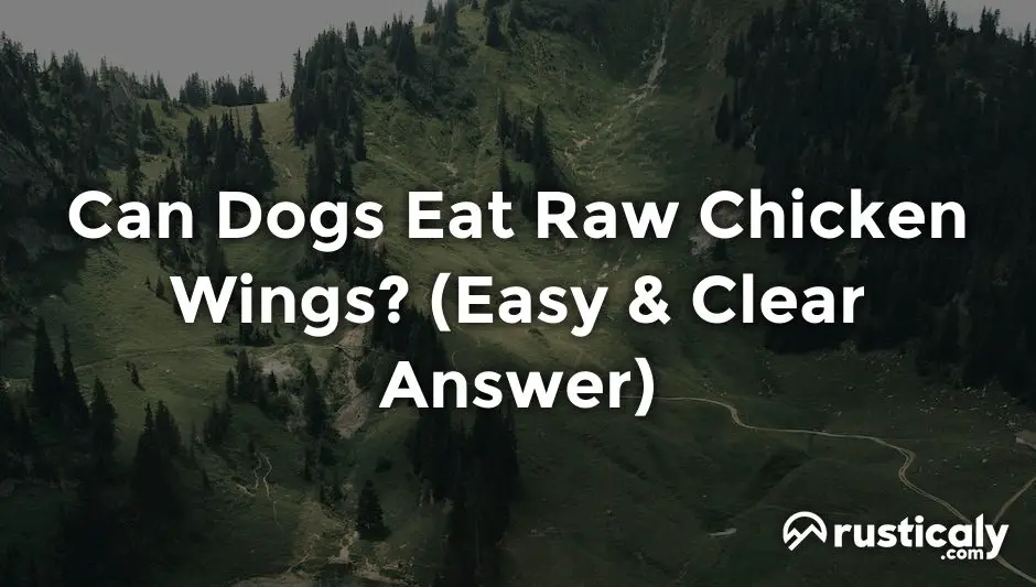 can dogs eat raw chicken wings
