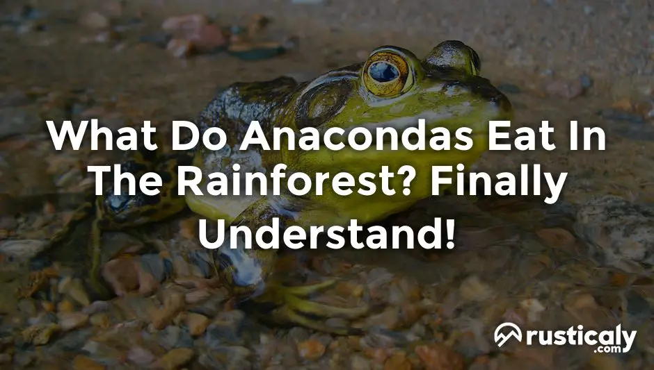 what do anacondas eat in the rainforest