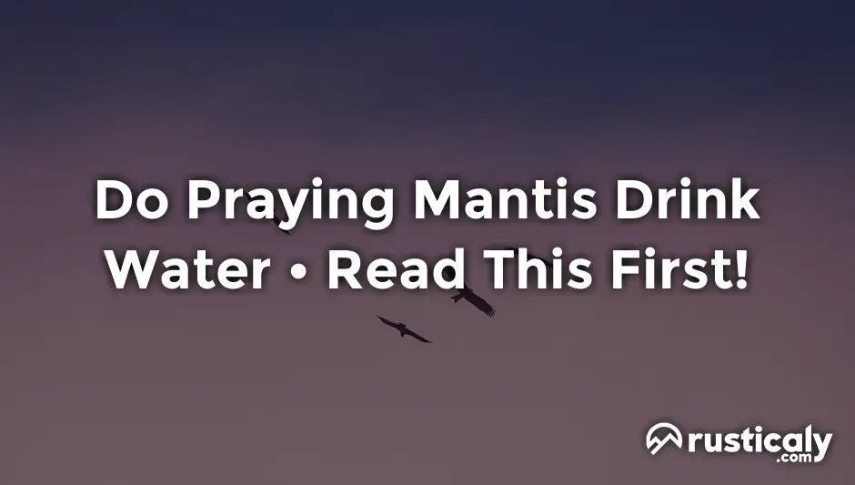 do praying mantis drink water
