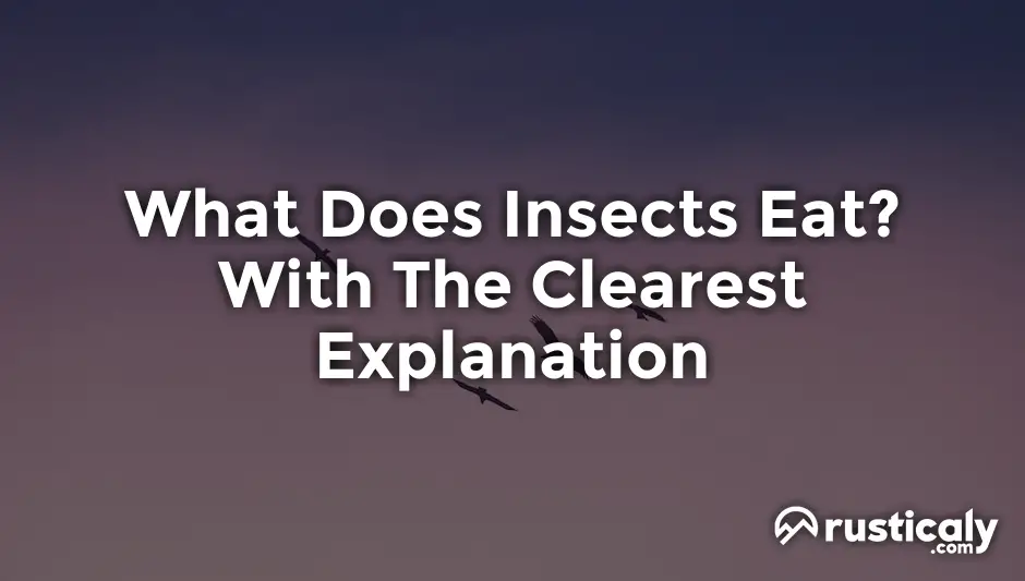 what does insects eat