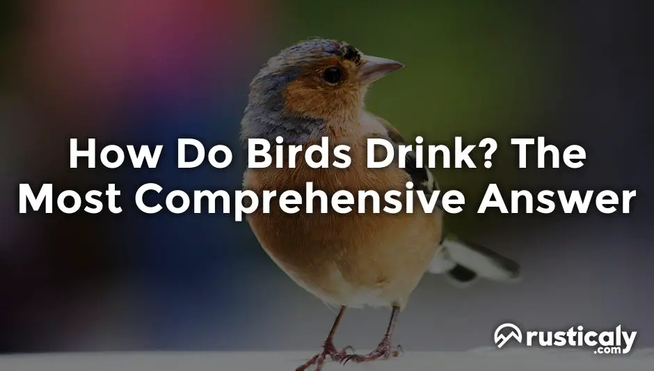 how do birds drink