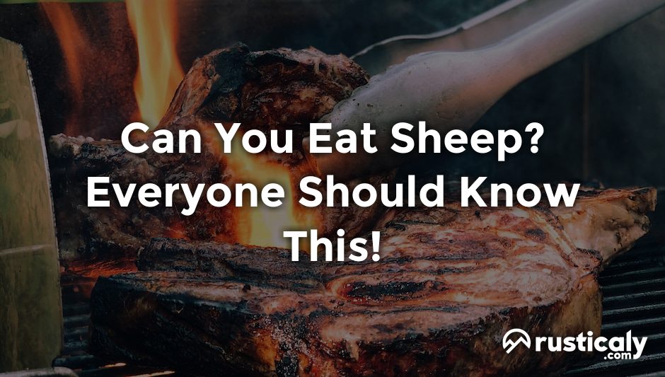 can you eat sheep