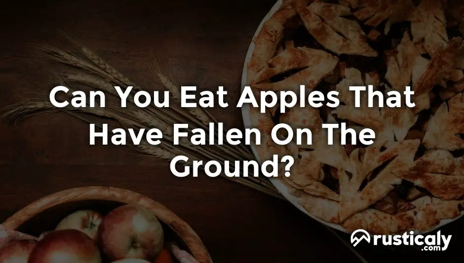 can you eat apples that have fallen on the ground