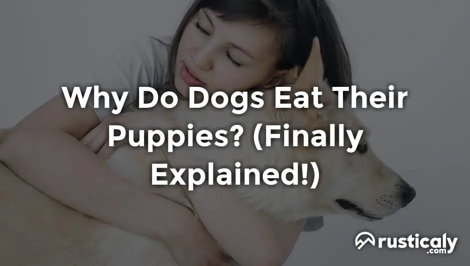 why do dogs eat their puppies