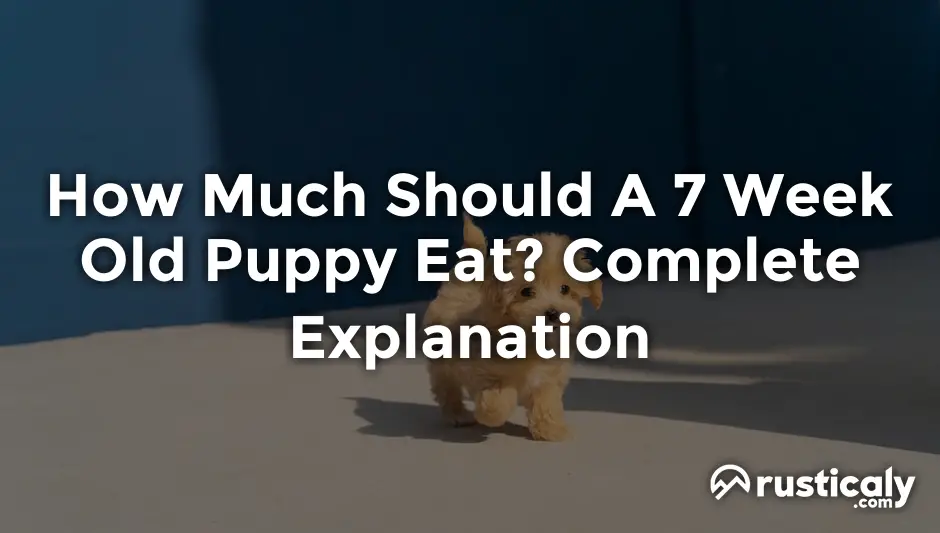 how much should a 7 week old puppy eat