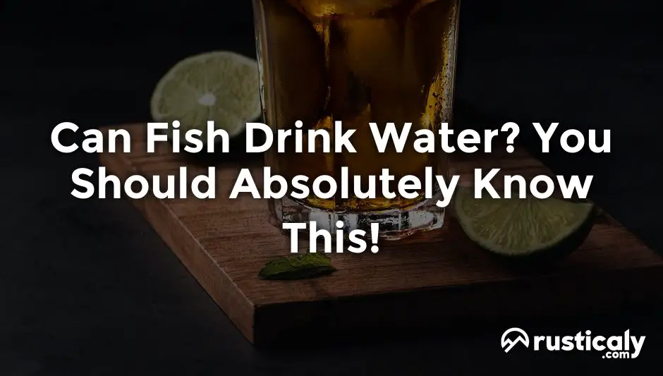 can fish drink water