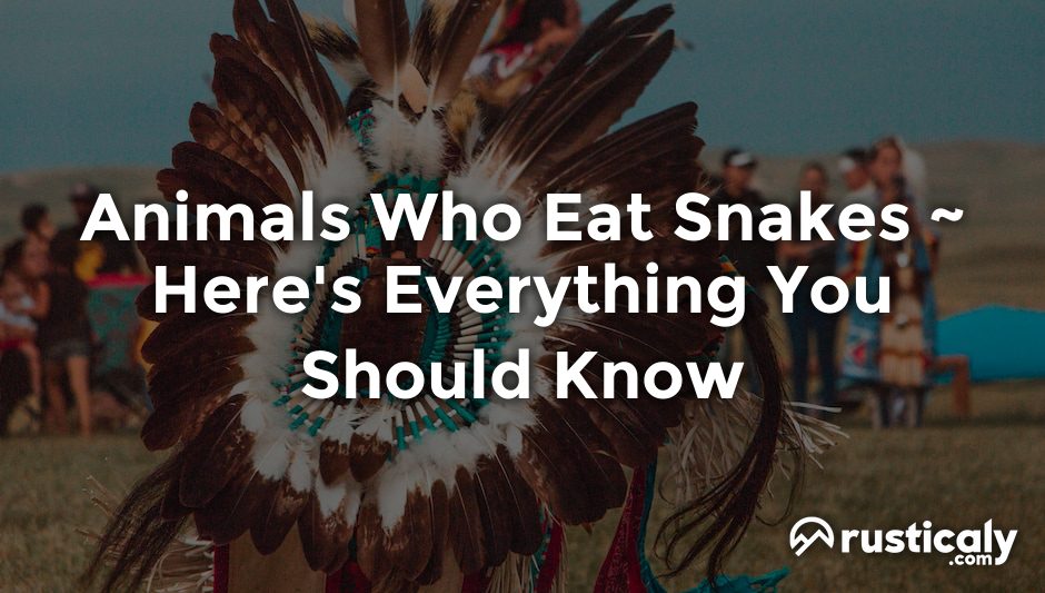 animals who eat snakes