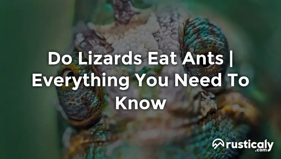 do lizards eat ants