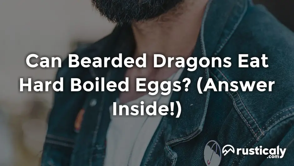 can bearded dragons eat hard boiled eggs