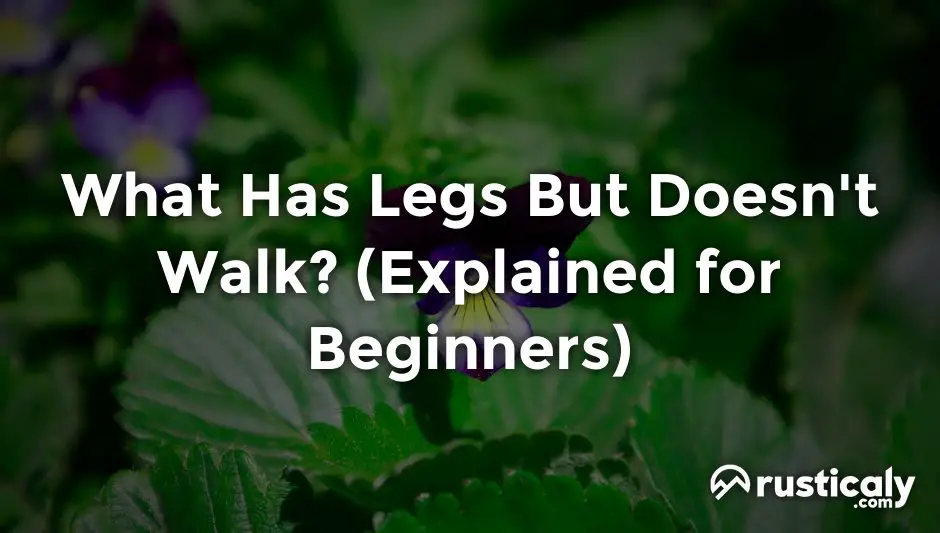 what has legs but doesn't walk