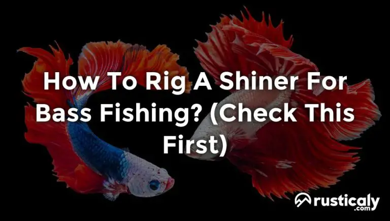 how to rig a shiner for bass fishing