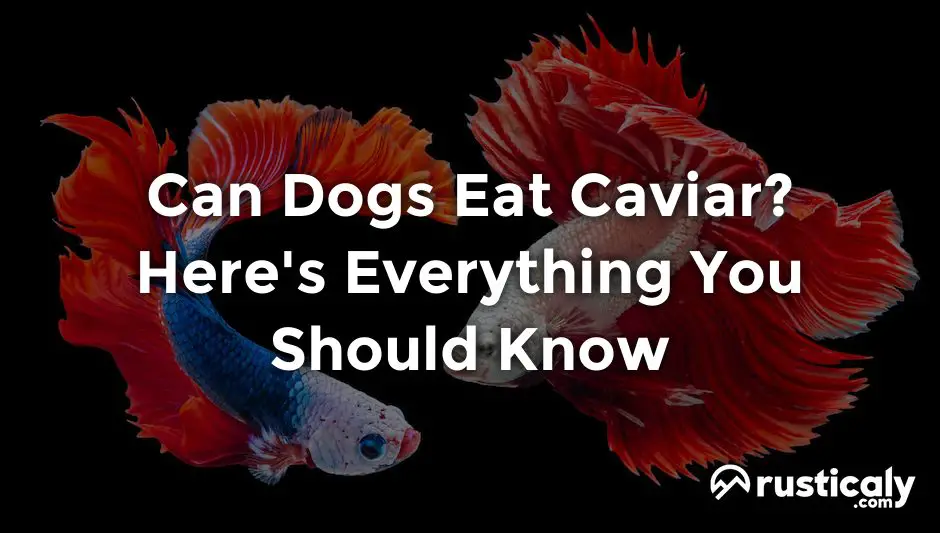 can dogs eat caviar