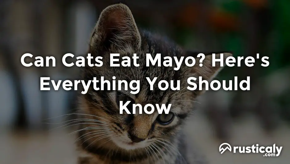 can cats eat mayo
