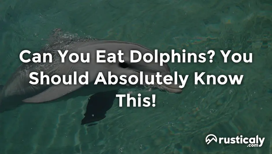 can you eat dolphins