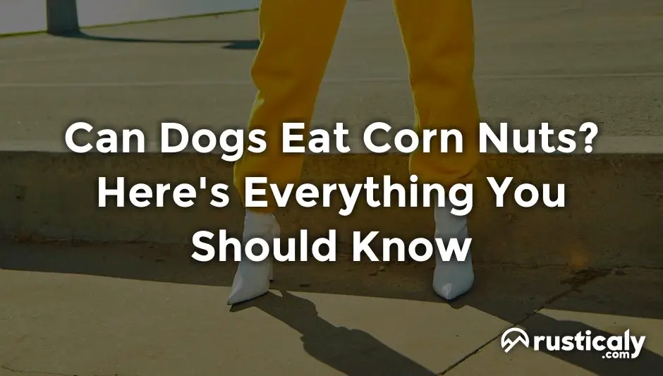 can dogs eat corn nuts