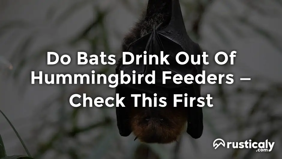 do bats drink out of hummingbird feeders
