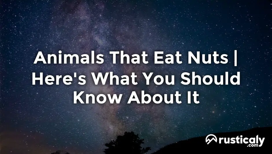 animals that eat nuts