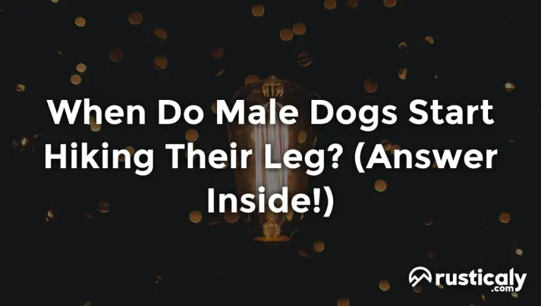 when do male dogs start hiking their leg