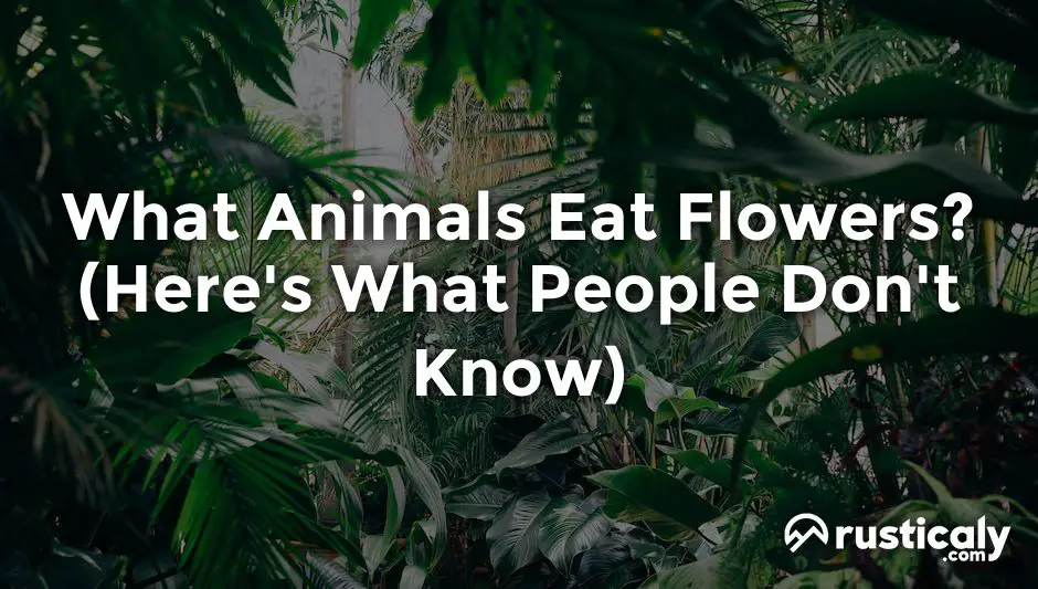 what animals eat flowers