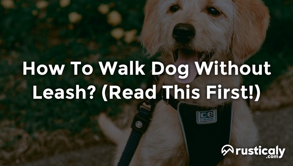 how to walk dog without leash