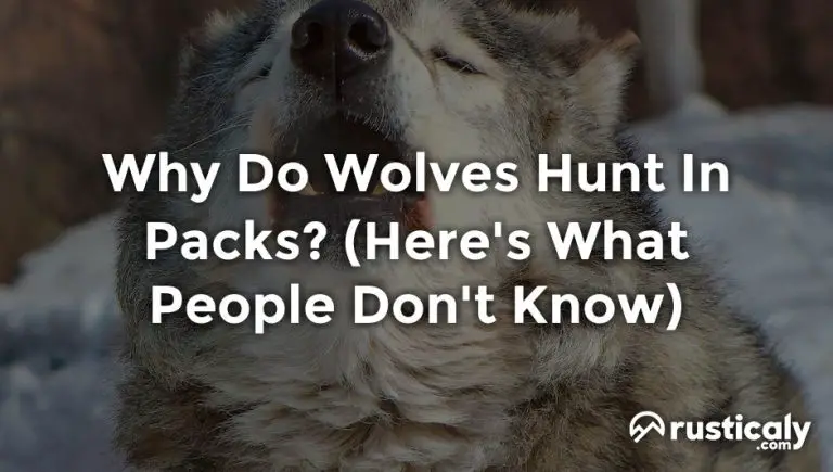 why do wolves hunt in packs